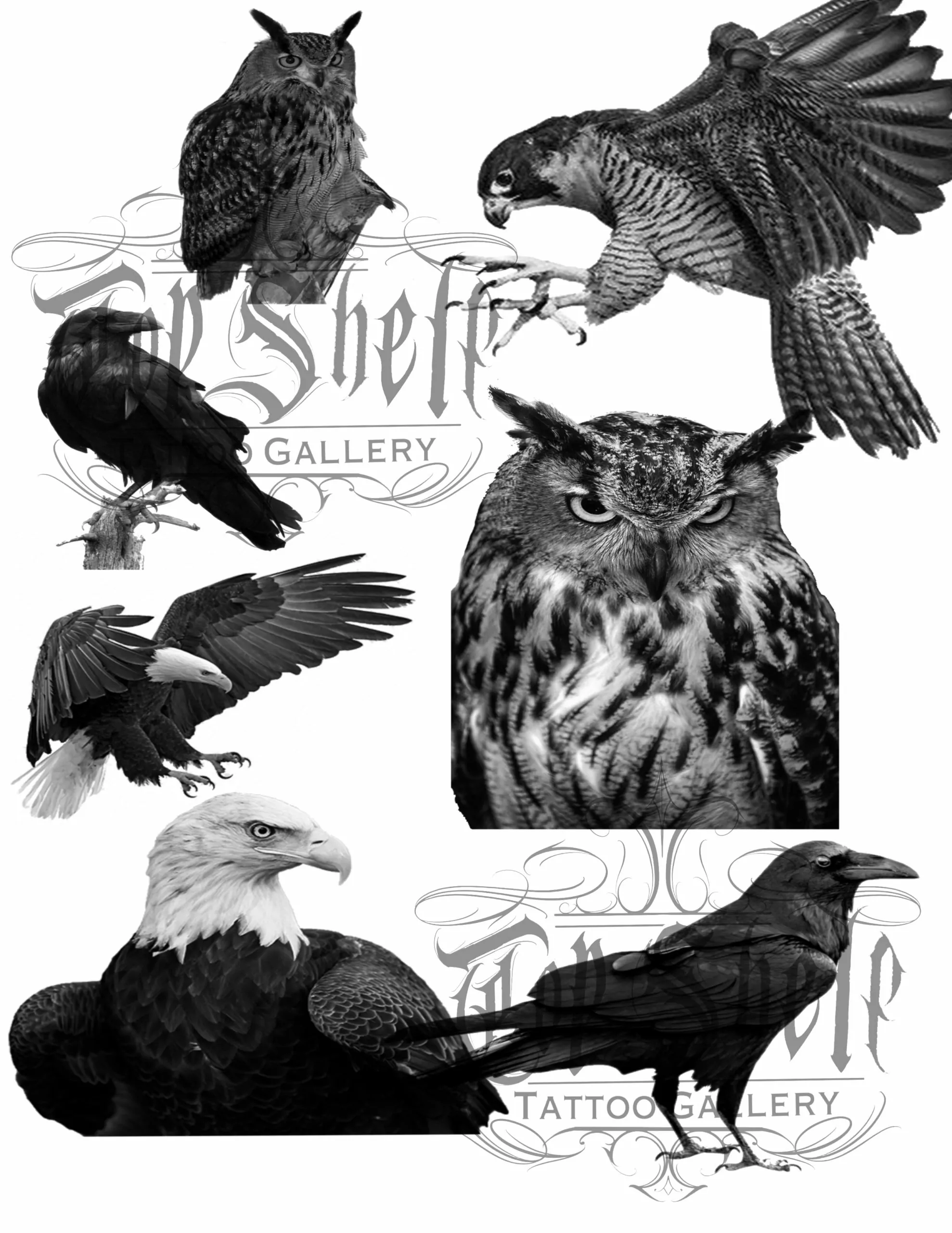 Procreate Tattoo Brushes Birds Of Prey 4 procreate tattoo brushes birds of prey3