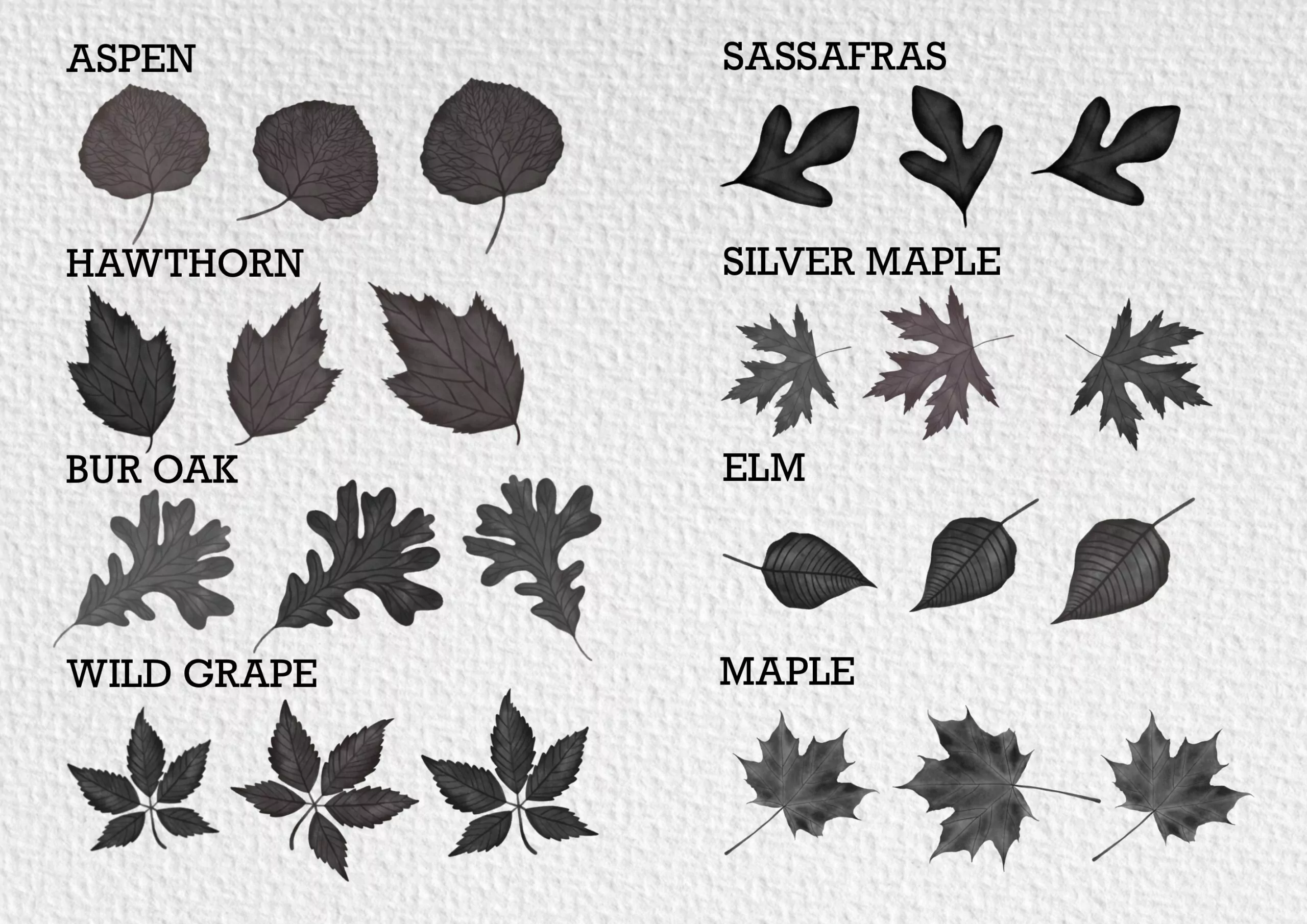 Watercolor Autumn Leaves Brush Pack 3 watercolor autumn leaves brush pack2