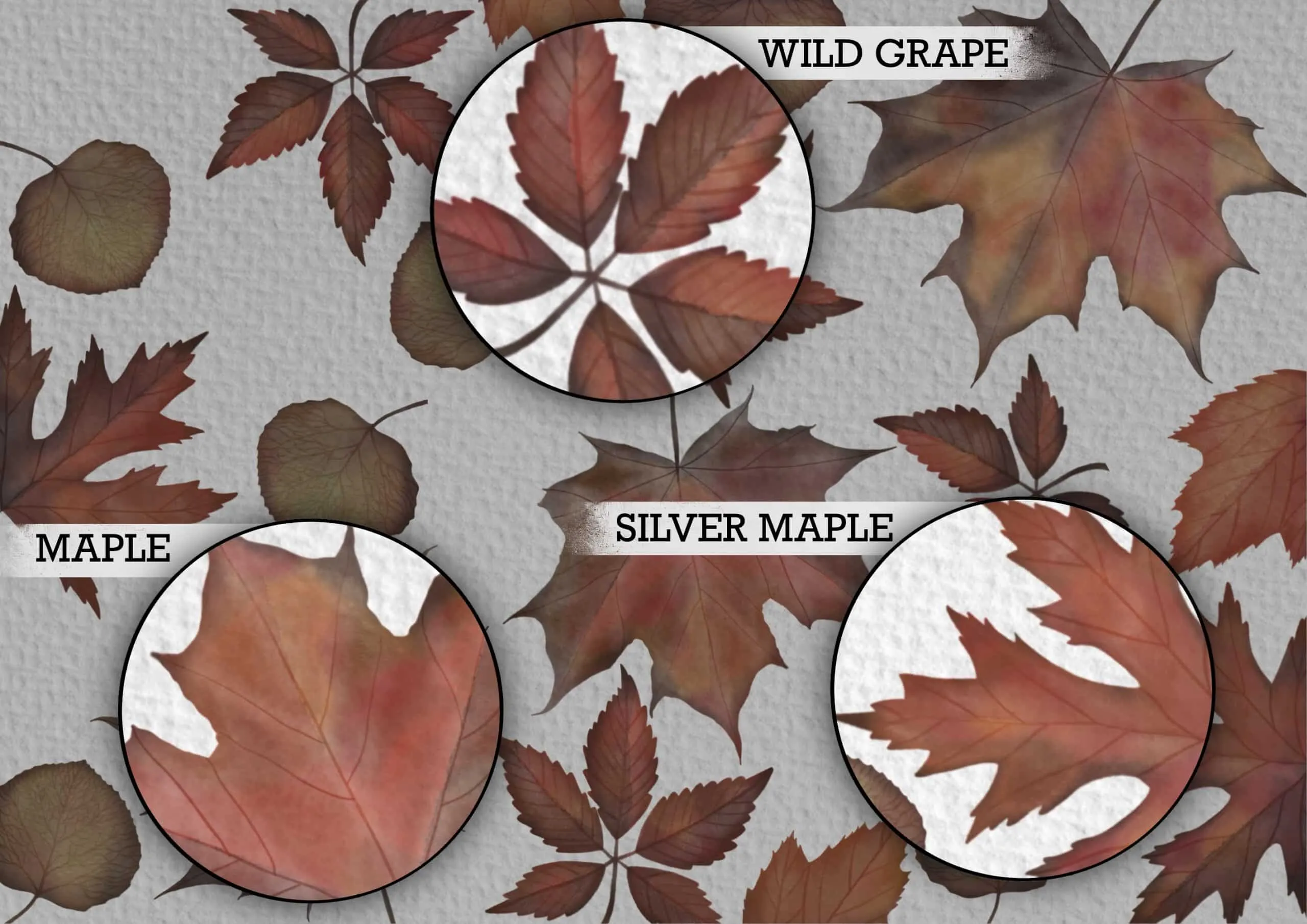 Watercolor Autumn Leaves Brush Pack 5 watercolor autumn leaves brush pack4