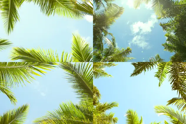 12 Palm Trees Against Blue Sky Backgrounds 3 12 palm trees against blue sky backgrounds2