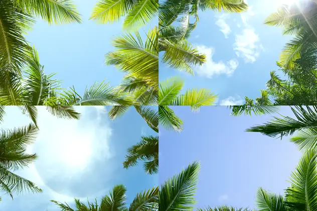 12 Palm Trees Against Blue Sky Backgrounds 4 12 palm trees against blue sky backgrounds3