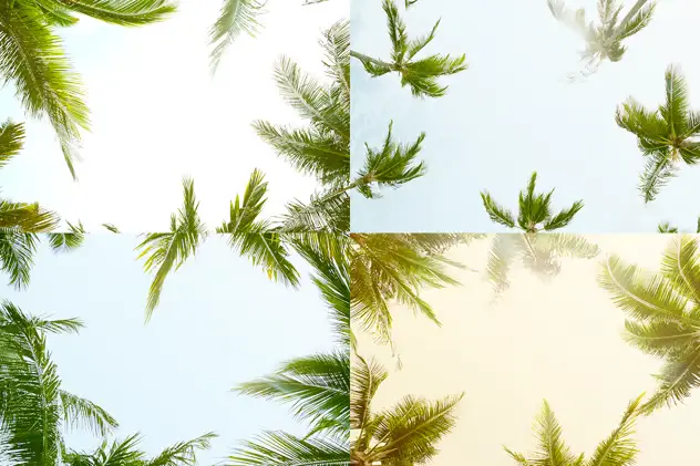 12 Palm Trees Against Blue Sky Backgrounds 5 12 palm trees against blue sky backgrounds4
