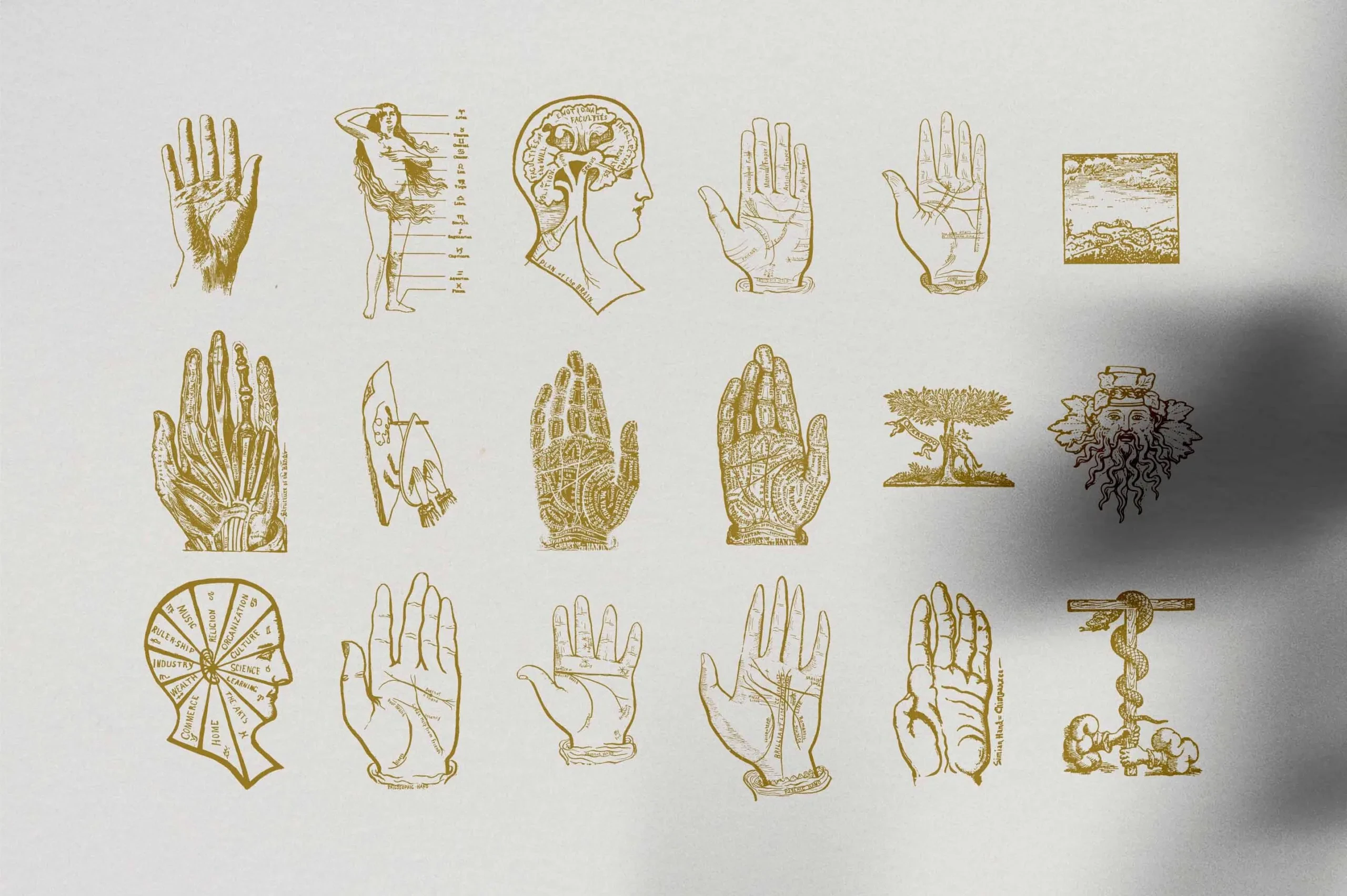 Palmistry Zodiac & Occult 12 Palmistry Zodiac & Occult - Image 12