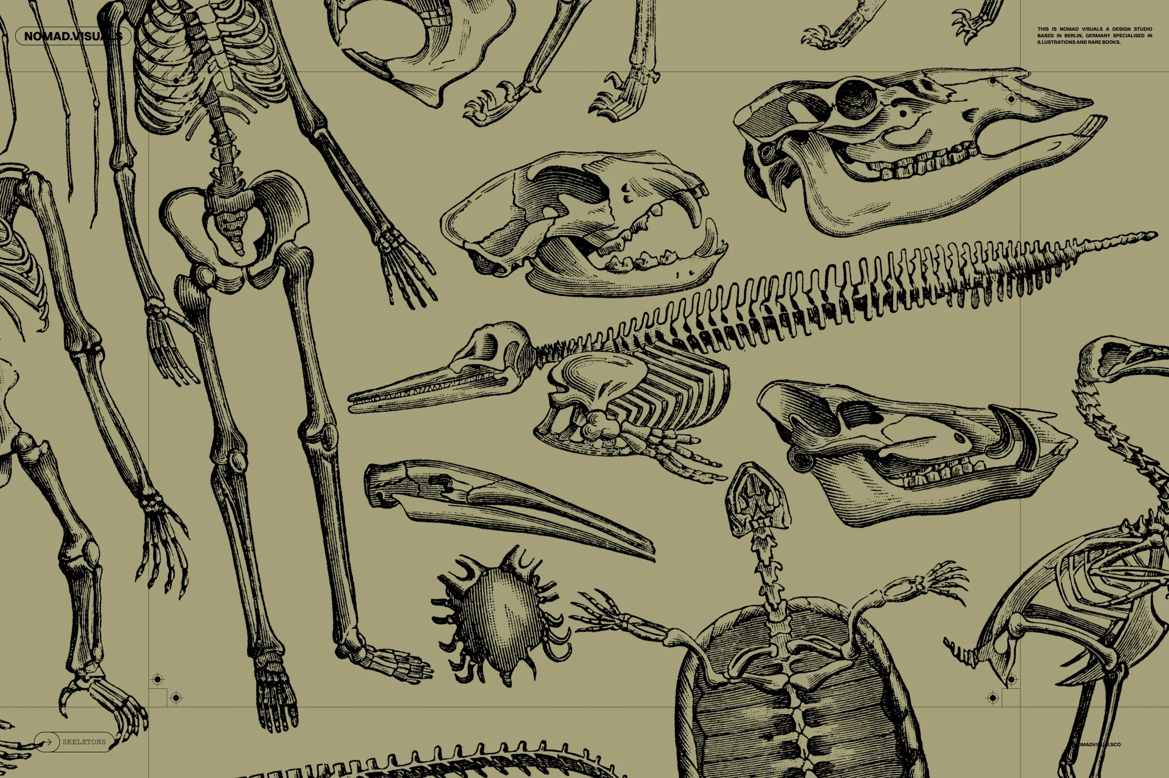 Skeletons & Bones 11 Skeletons & Bones - Image 11